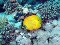 030509_Gamoul Soraya - Papillon citron - Dsc02392~